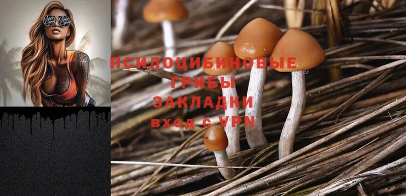 Псилоцибиновые грибы Psilocybe  МЕГА ссылки  Заволжск  цены  